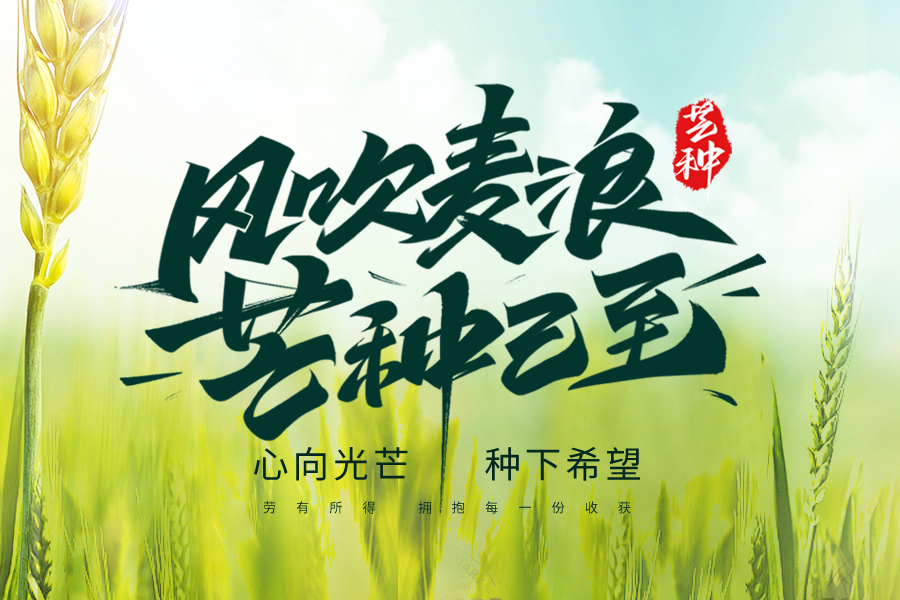芒種至，盛夏始，一杯清茶，從容自在